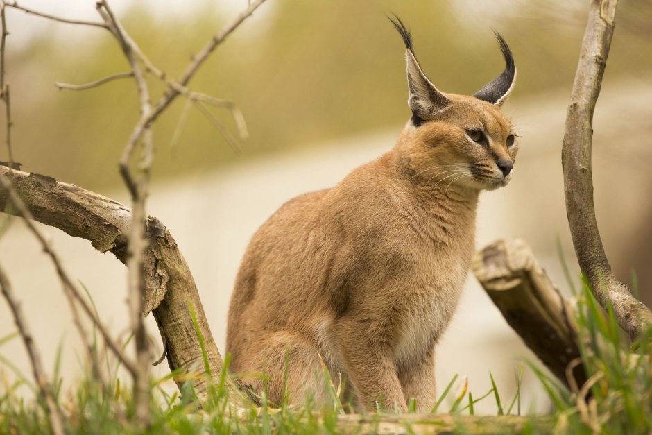Каракал пустынная Рысь сервал