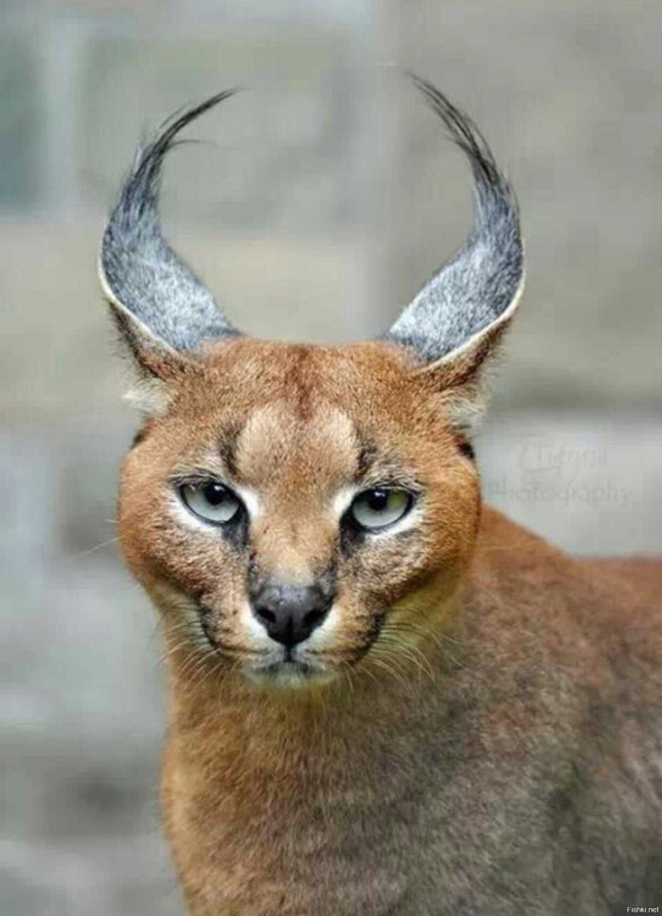 Каракал альбинос