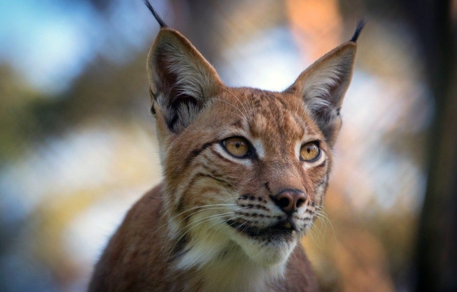 Рысь с кисточками