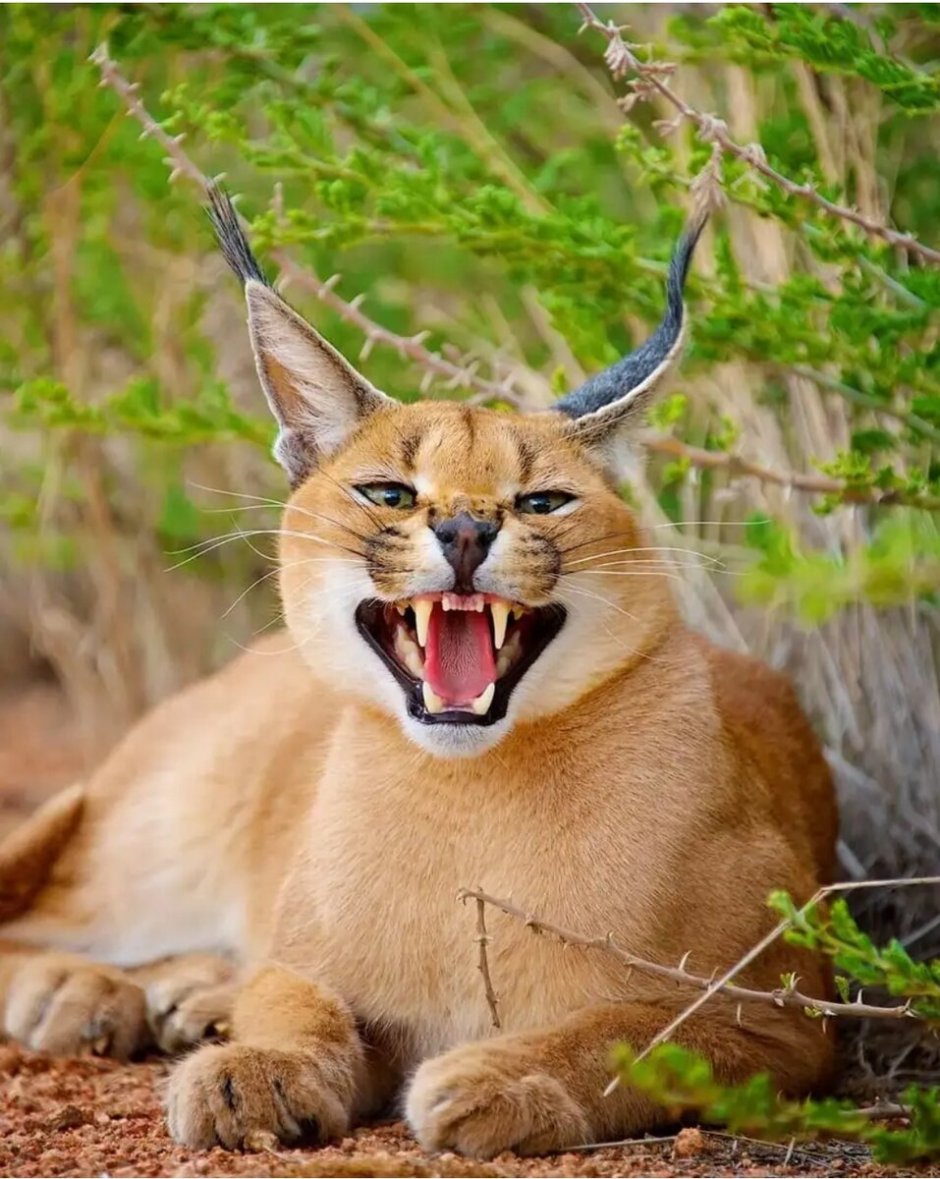 Каракал, пустынная Рысь