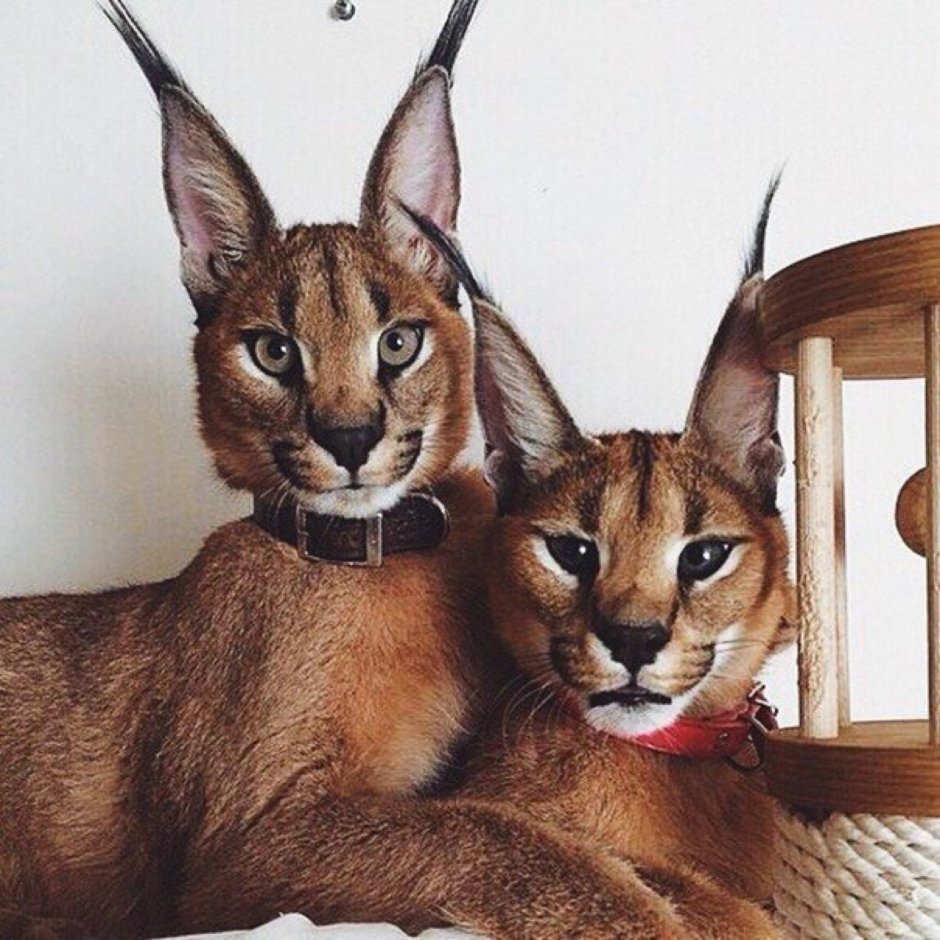 Каракет Абиссинская кошка