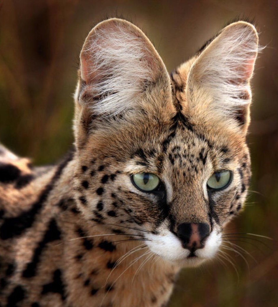 Дикая кошка сервал