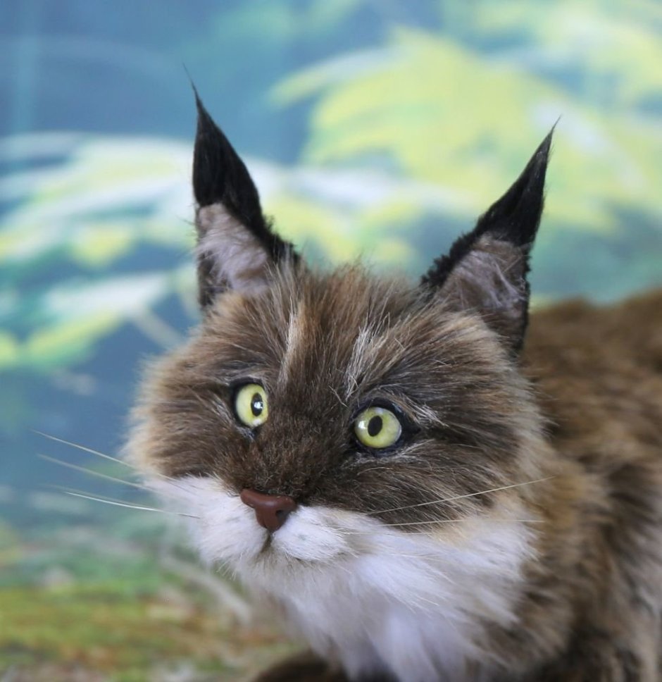 Сибирская кошка с кисточками на ушах