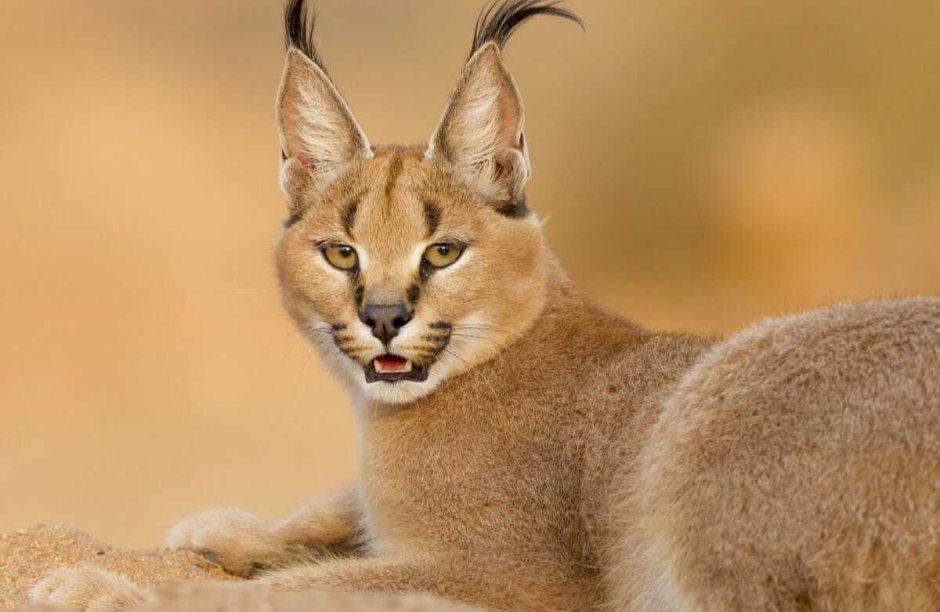 Кошка Дикая с кисточками каракал