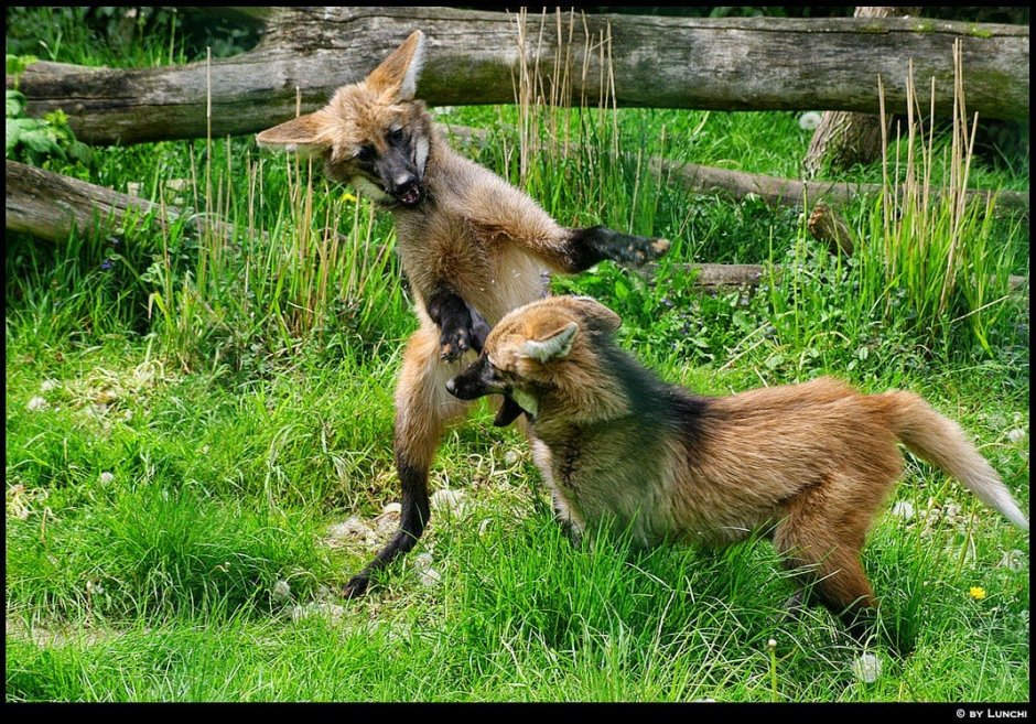 Maned Wolf песня