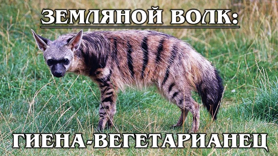 Гривистый волк Южной Америки