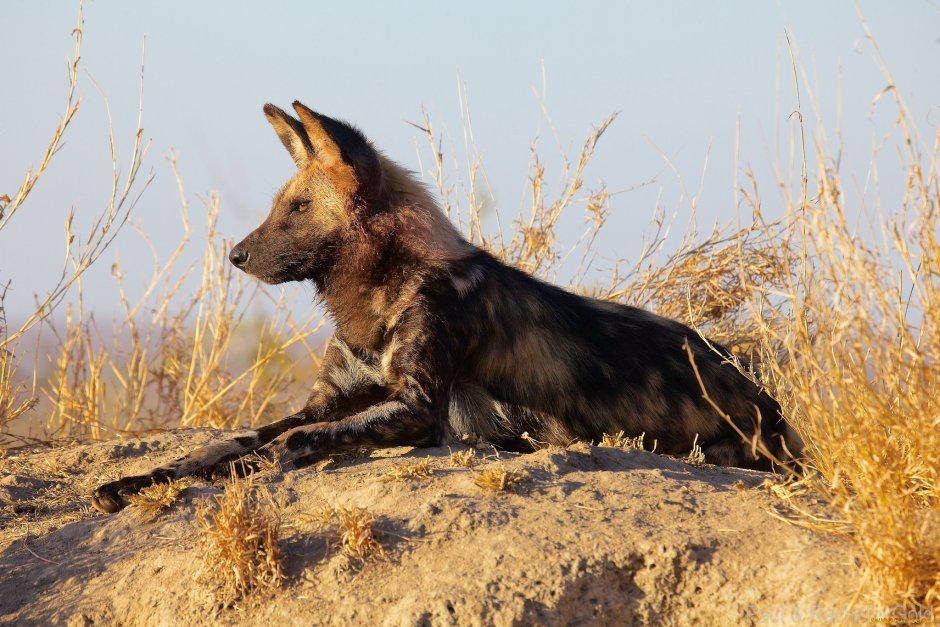 Гиеновая собака (Lycaon pictus),