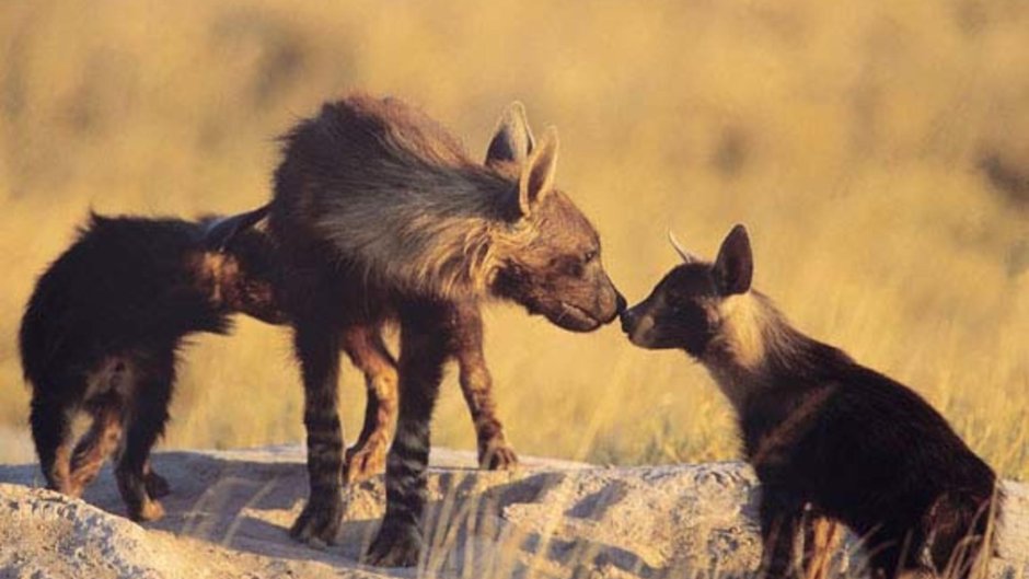 Бурая гиена Hyaena brunnea