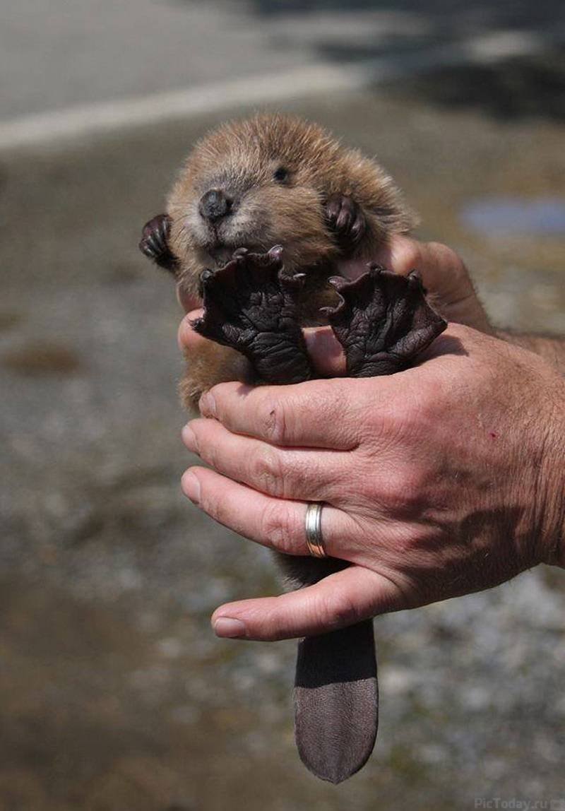 Бобр бобриха и бобрята