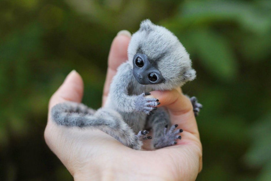 Карликовая обезьянка игрунка