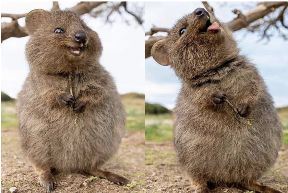 Квокка или короткохвостый кенгуру