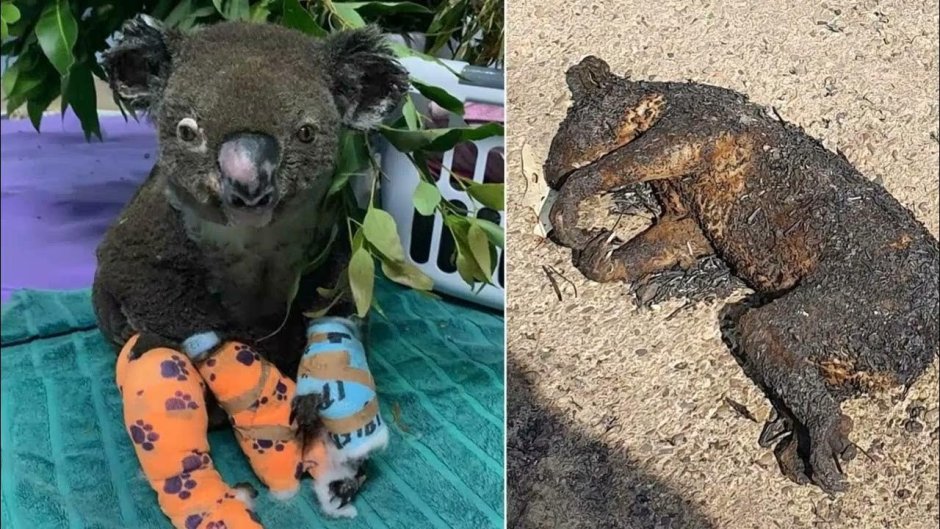 Обгоревшие животные в Австралии
