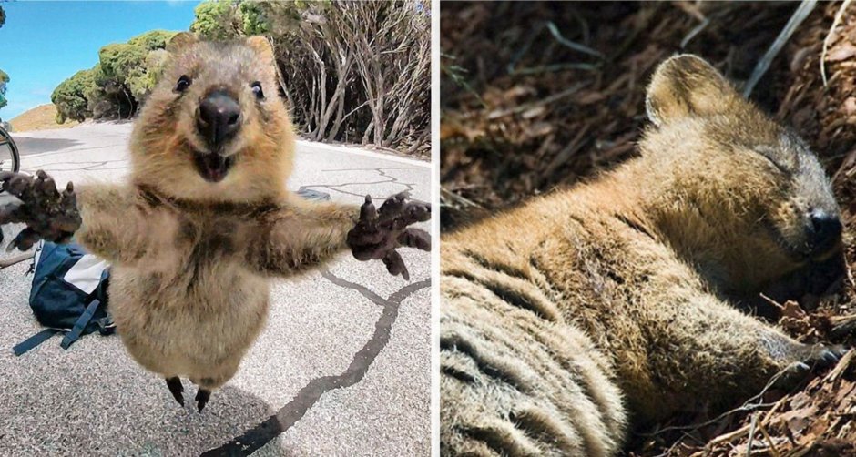 Квокка улыбка