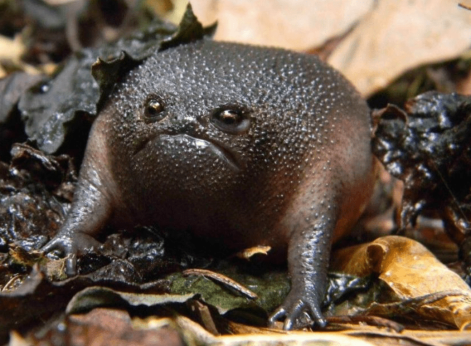 Капибара с мандарином на голове