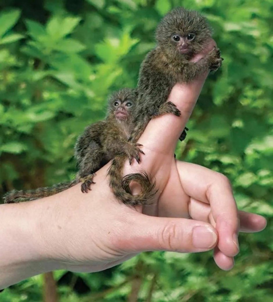 Карликовая обезьянка игрунка