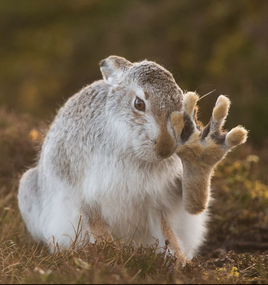 Заяц Беляк лапы