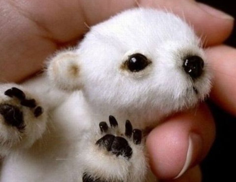 Новорожденный Полярный Медвежонок