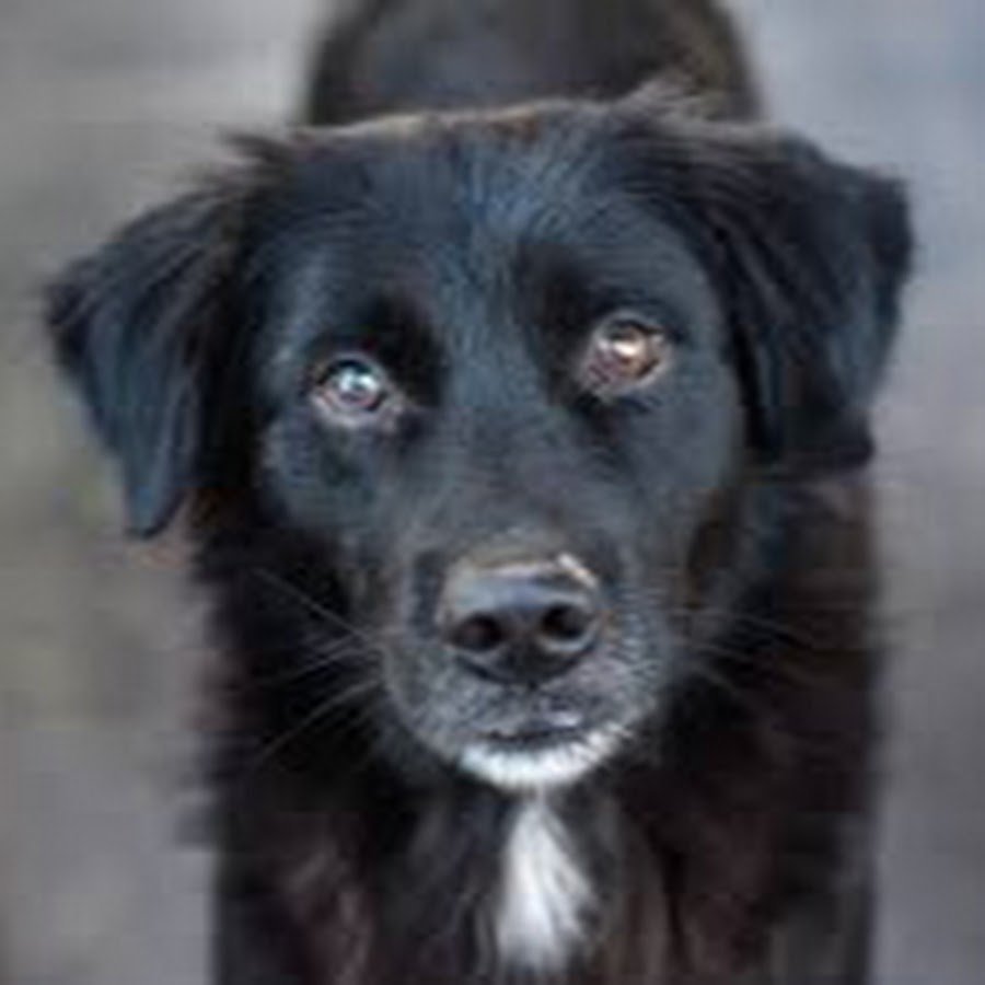 Собака дворняжка черная