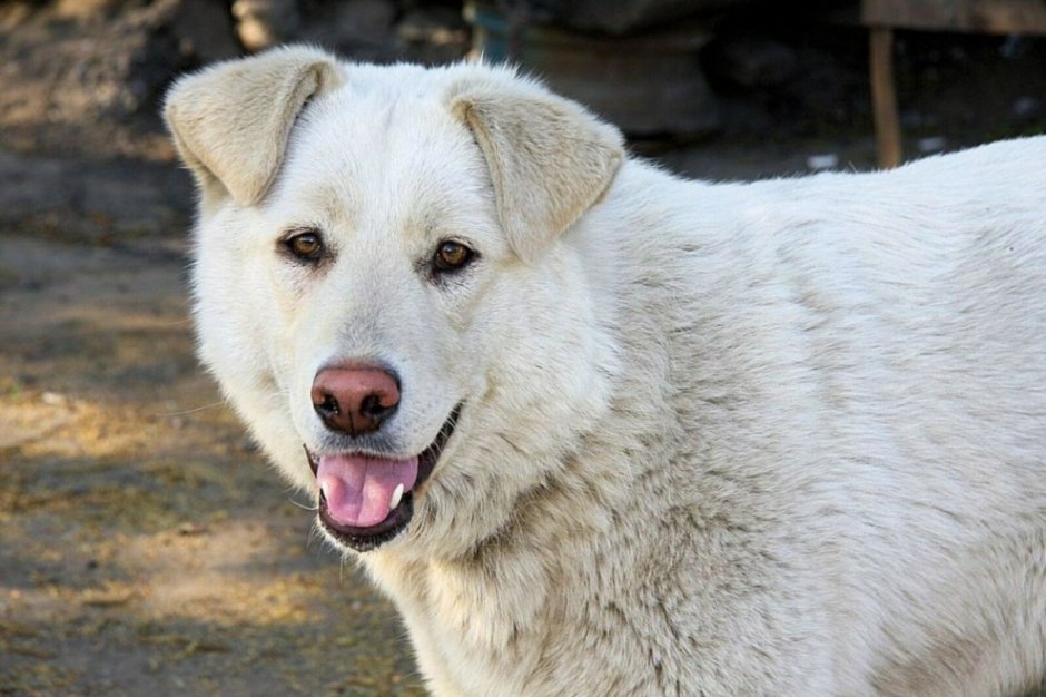 Белая собачка дворняжка