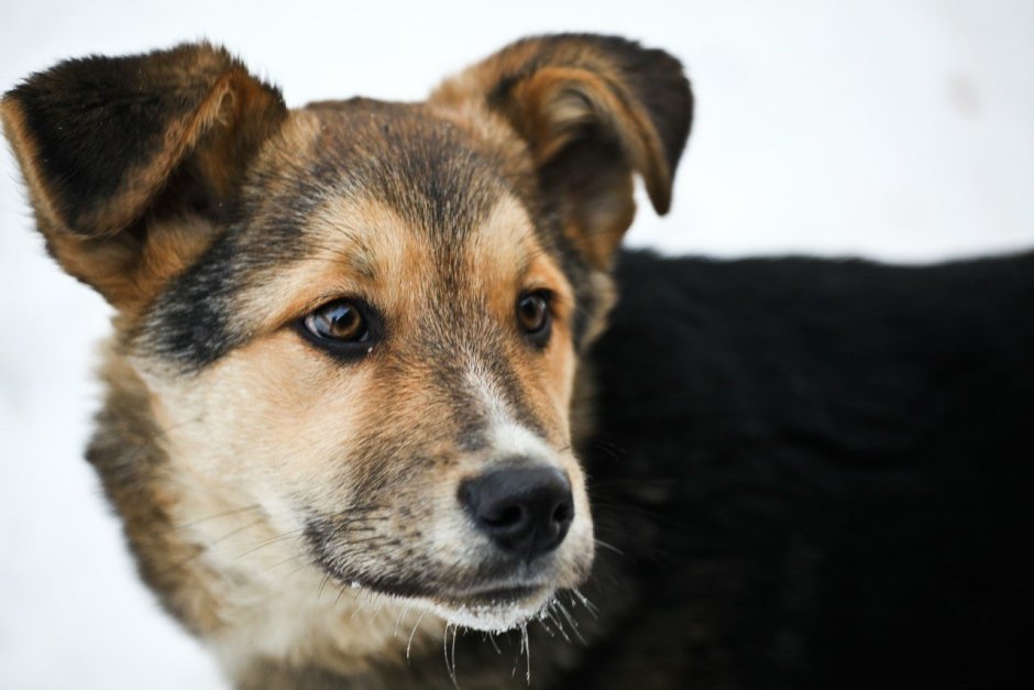 Дворняга собака