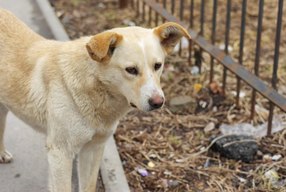 Порода дворняжка щенки