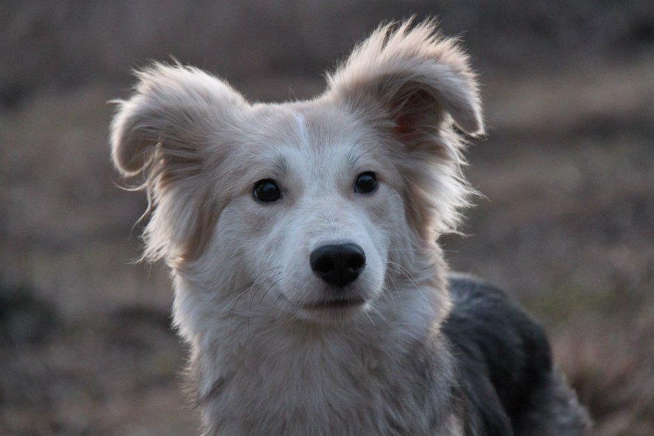 Дворняжка длинношерстная