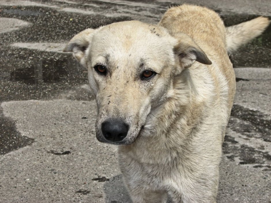Грей собака дворняга серый