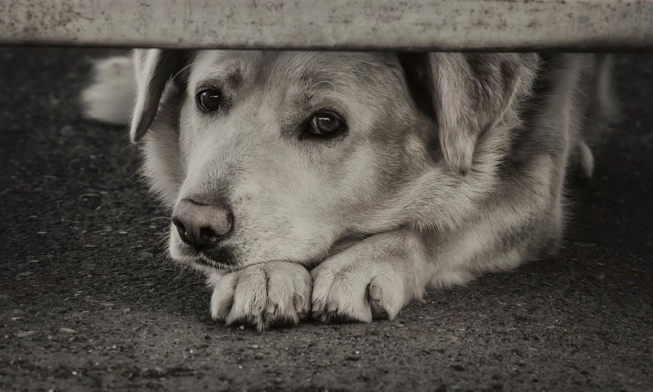 Взгляд бездомной собаки