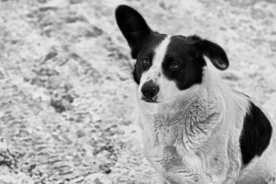 Щенок дворняжки чёрное белый