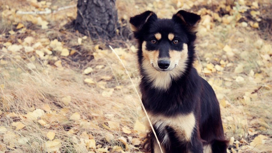 Колли дворняга
