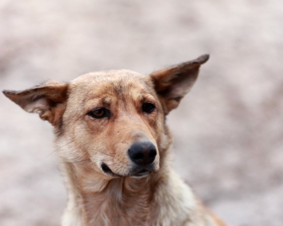 Обои собака дворняга