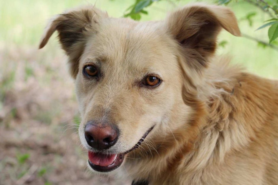 Беспородная собака дворняга