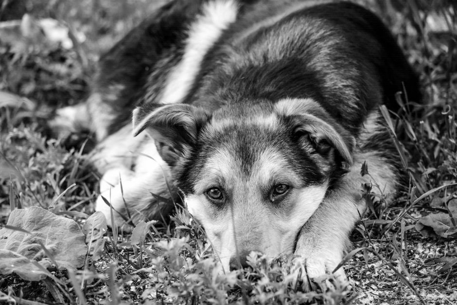 Красивые дворняги