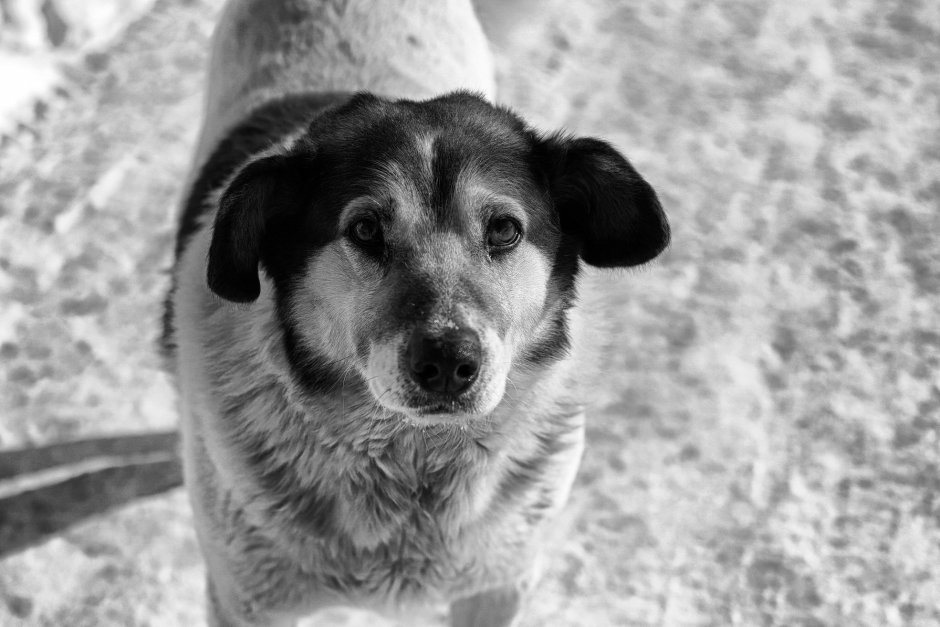 Собака дворняжка серая