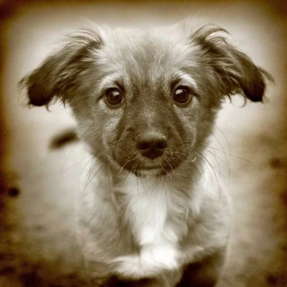 Бездомный грустный щенок