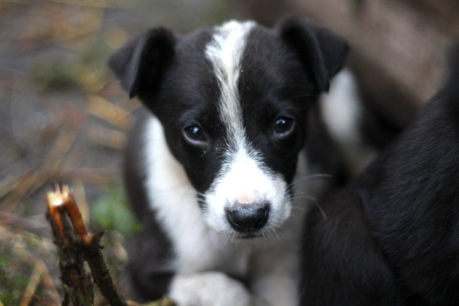 Щенки дворняги белый с черным