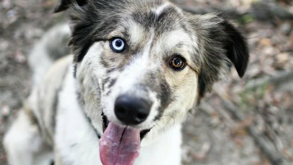 Беспородная собака дворняжка