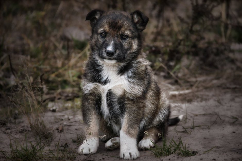 Бездомный щенок