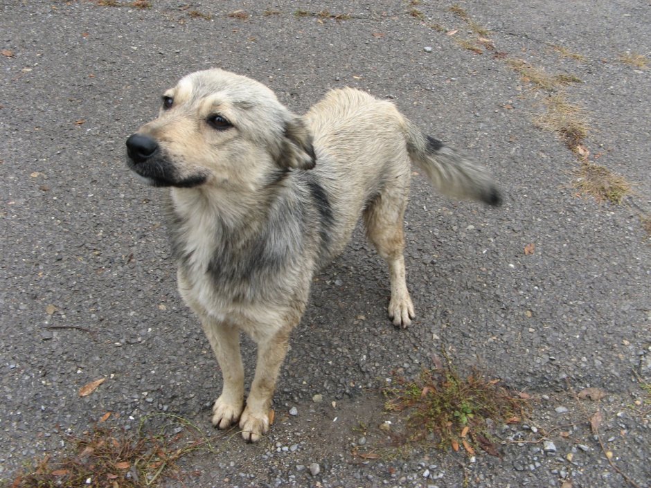 Собака дворняжка серая