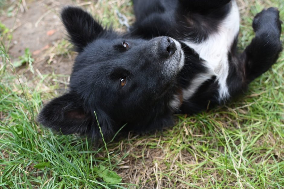 Маленькая черная собака