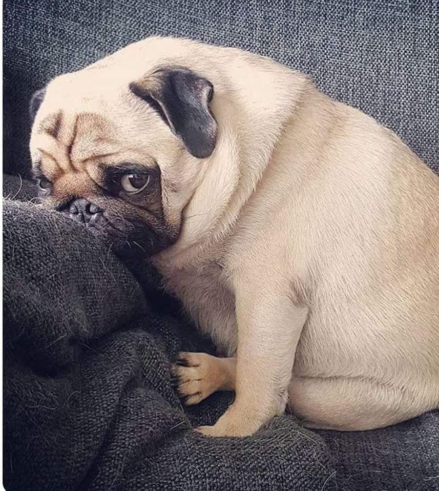 Абрикосовый Мопс