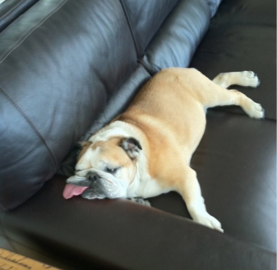 Самые уставшие животные