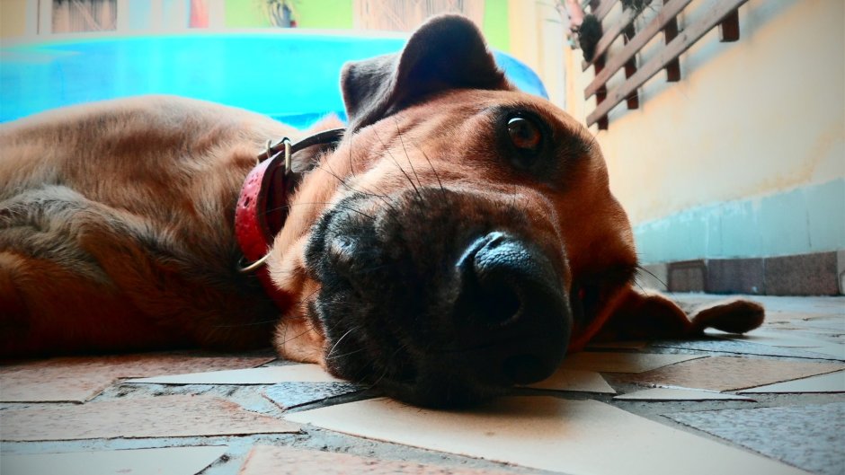 Уставшая собака