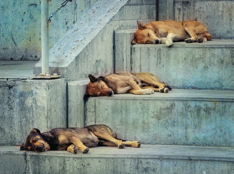 Собака устала гулять