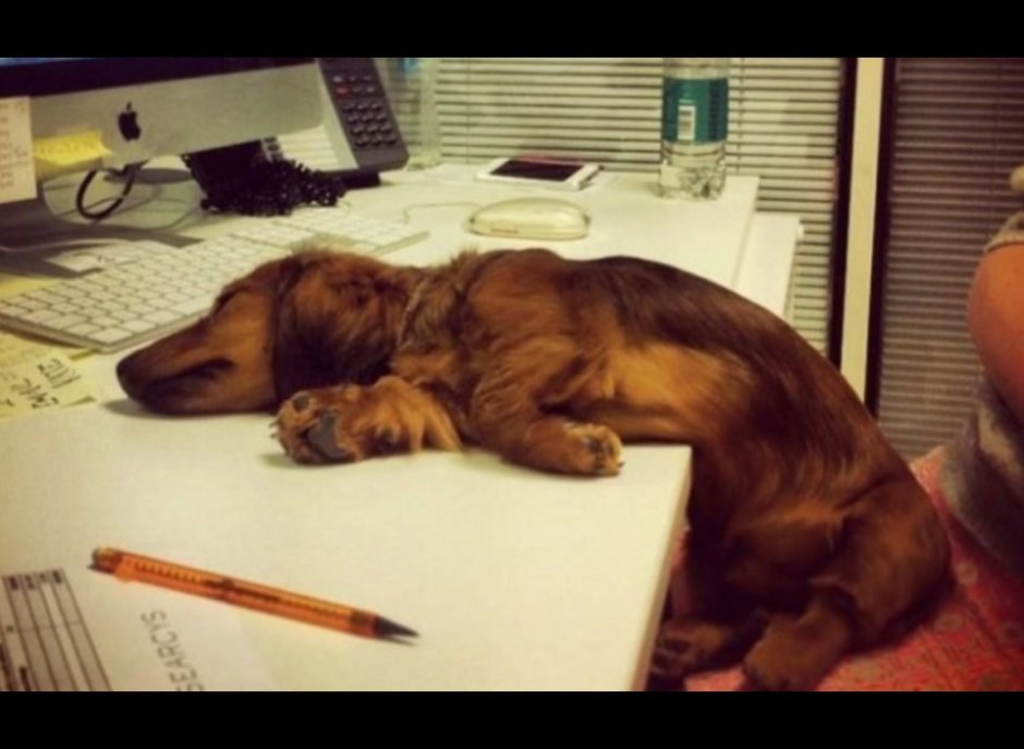 Щенок устал