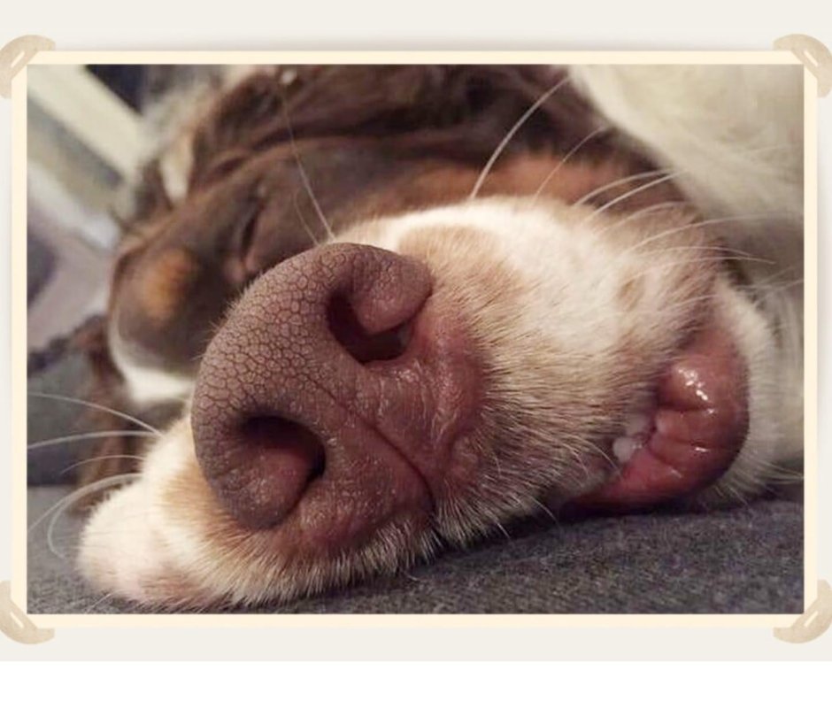 Уставшие животные прикольные