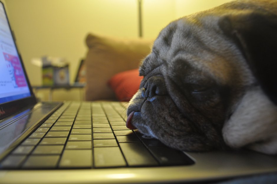 Мопс за компьютером