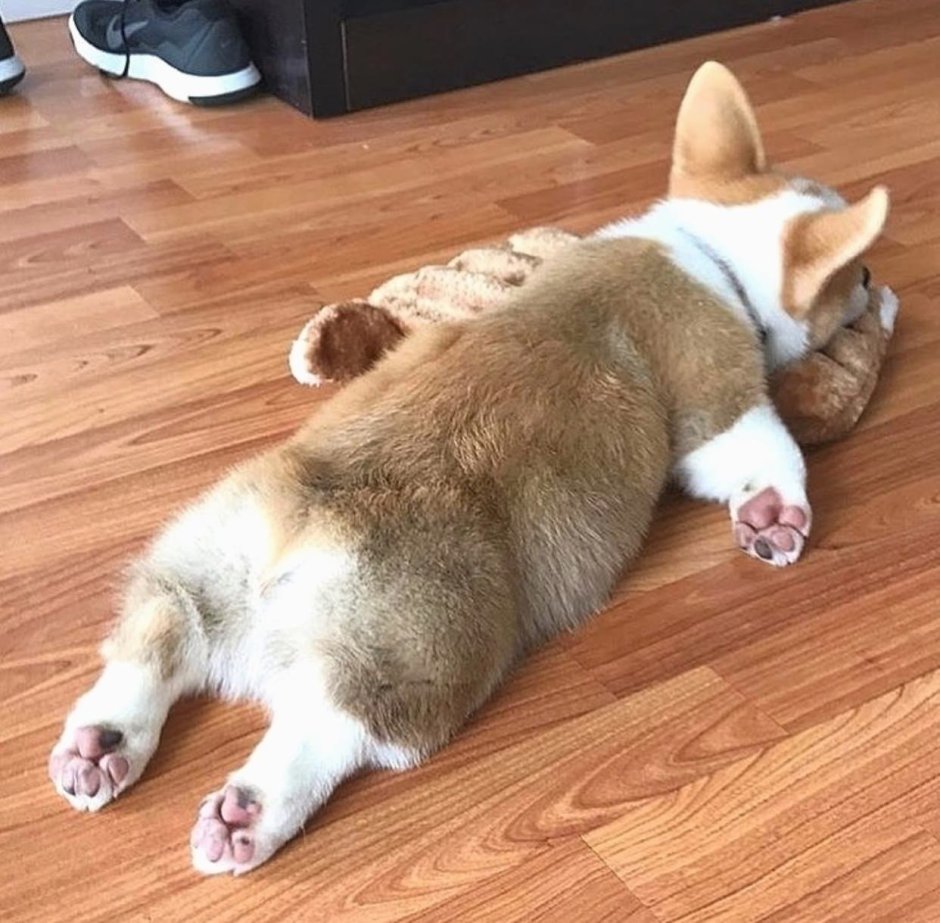 Корги пемброк Sploot
