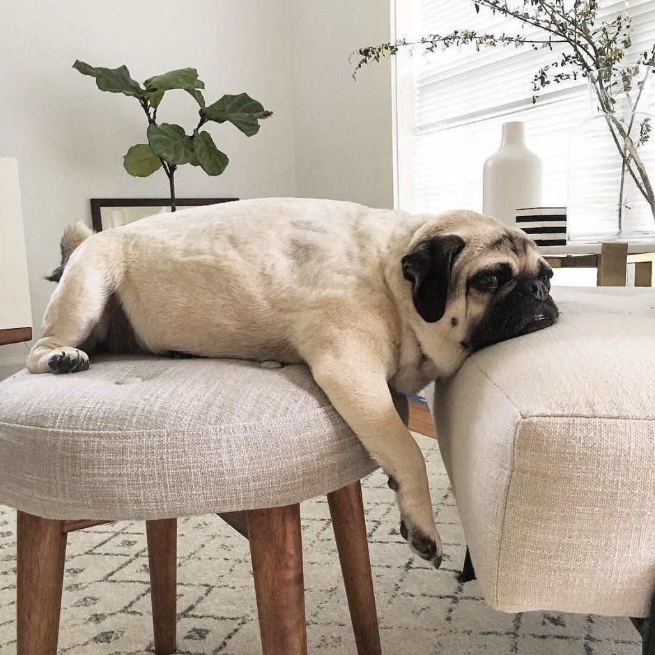 Ленивый Мопс