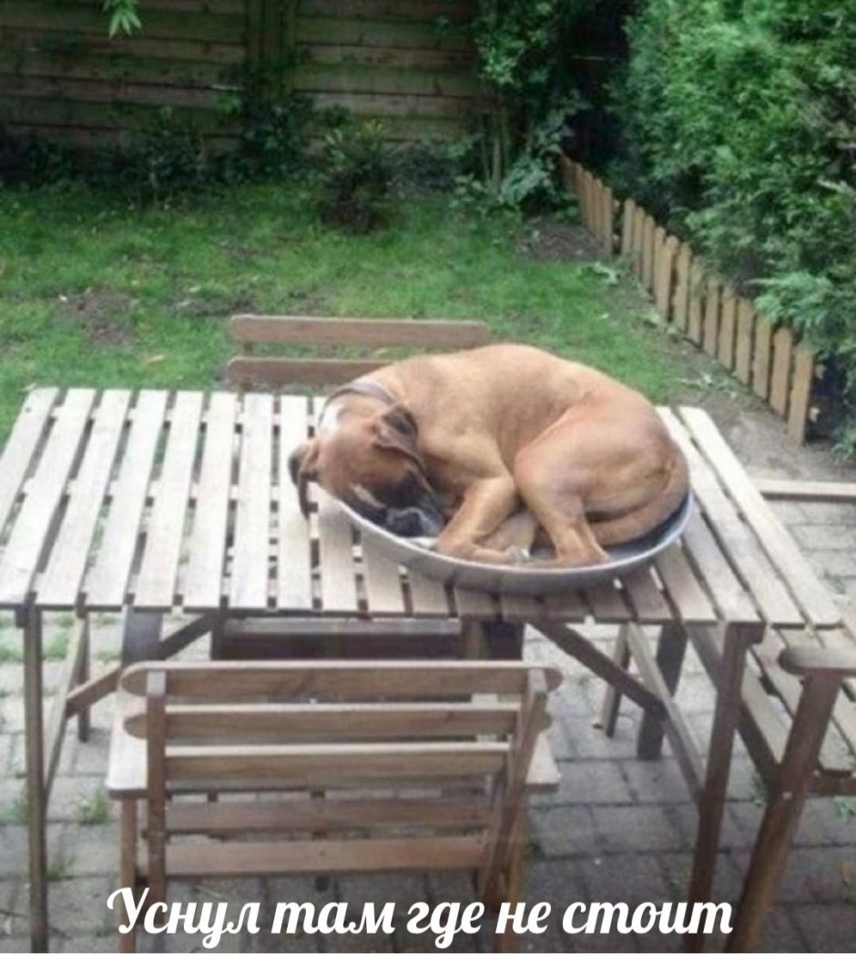 Классные собаки на даче